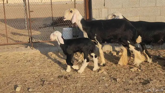 ضان نجد مراح واحد صنف الصنف ياهل الزين جرروم ناهيه 0