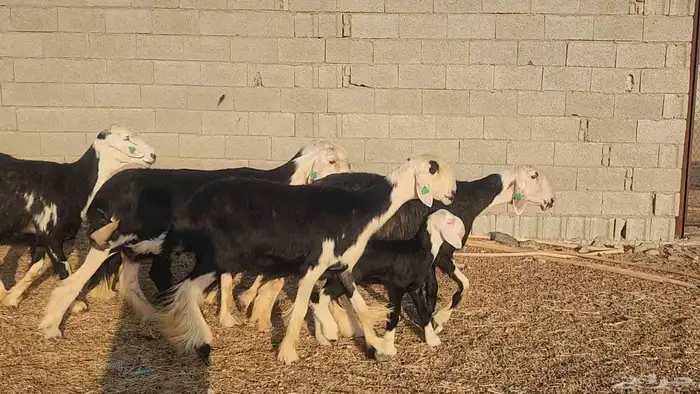 ضان نجد مراح واحد صنف الصنف ياهل الزين جرروم ناهيه 3