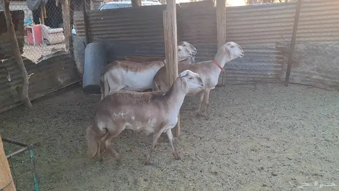 شياه سواكن درمانيه دفيع ومضرع وجذعات وين القنايه 1