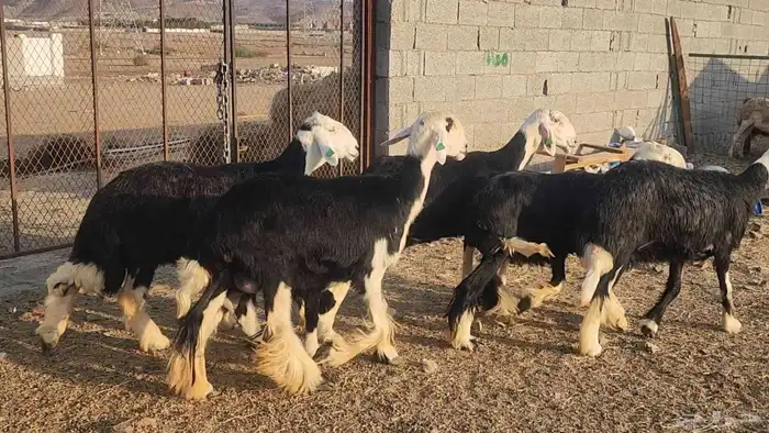 ضان نجد مراح واحد صنف الصنف ياهل الزين جرروم ناهيه 8