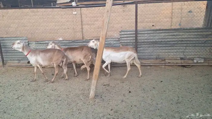 شياه سواكن درمانيه دفيع ومضرع وجذعات وين القنايه 2