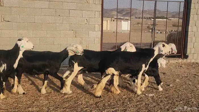 ضان نجد مراح واحد صنف الصنف ياهل الزين جرروم ناهيه 4