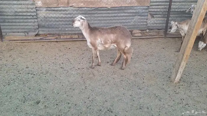 شياه سواكن درمانيه دفيع ومضرع وجذعات وين القنايه 0