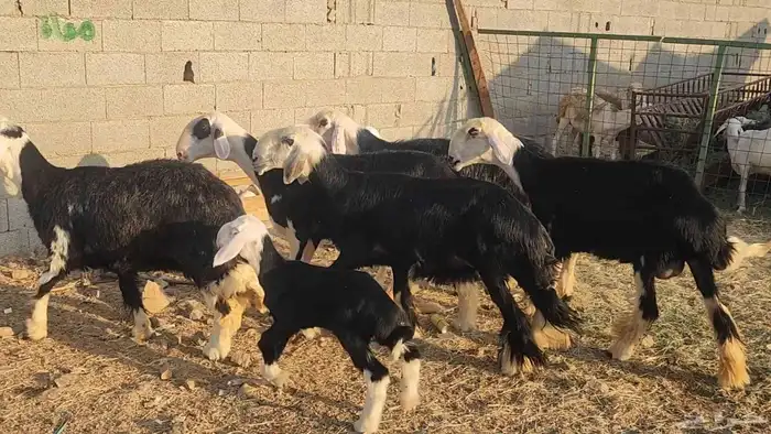 ضان نجد مراح واحد صنف الصنف ياهل الزين جرروم ناهيه 7