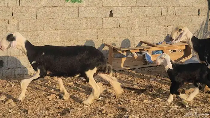 ضان نجد مراح واحد صنف الصنف ياهل الزين جرروم ناهيه 9