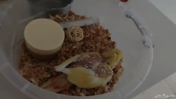 فروخ روز للبيع 8