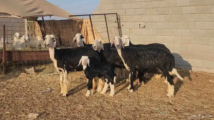 ضان نجد مراح واحد صنف الصنف ياهل الزين جرروم ناهيه 2