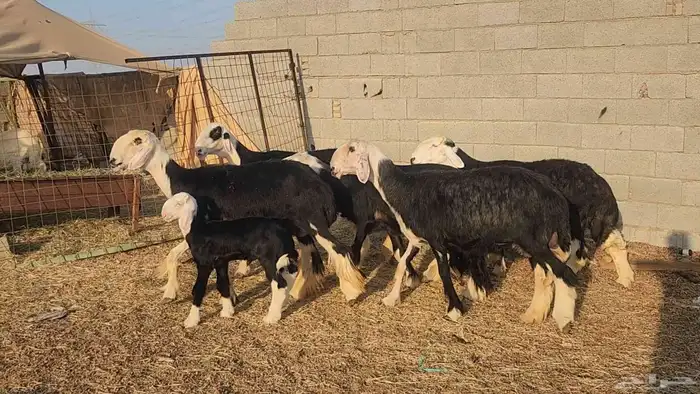 ضان نجد مراح واحد صنف الصنف ياهل الزين جرروم ناهيه 6