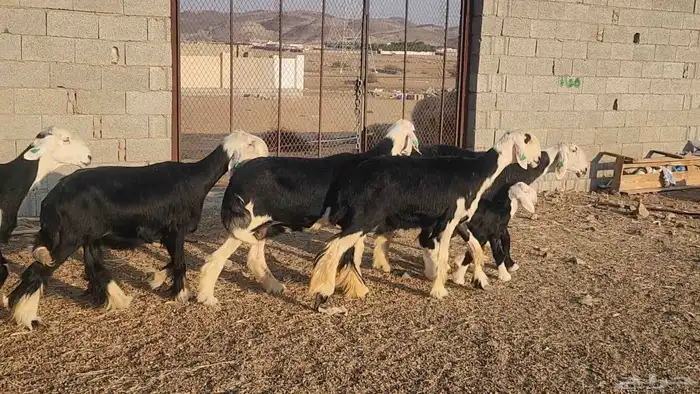 ضان نجد مراح واحد صنف الصنف ياهل الزين جرروم ناهيه 1