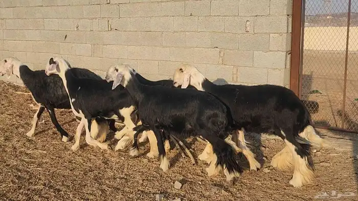 ضان نجد مراح واحد صنف الصنف ياهل الزين جرروم ناهيه 10