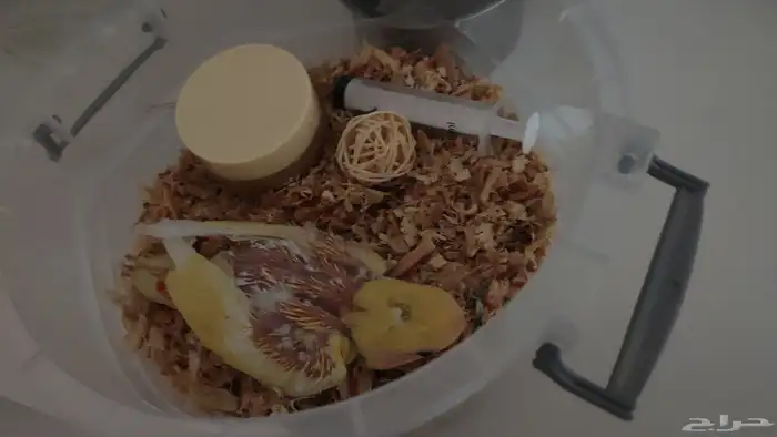 فروخ روز للبيع 9