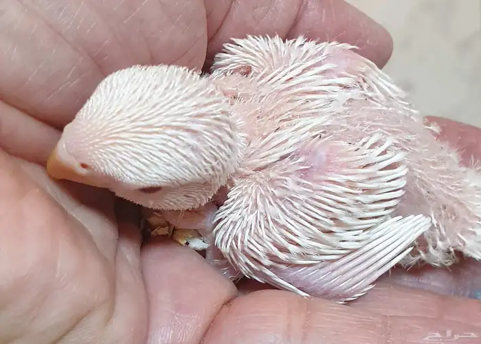 فروخ روز البينو محجلة مع المرفقات 1