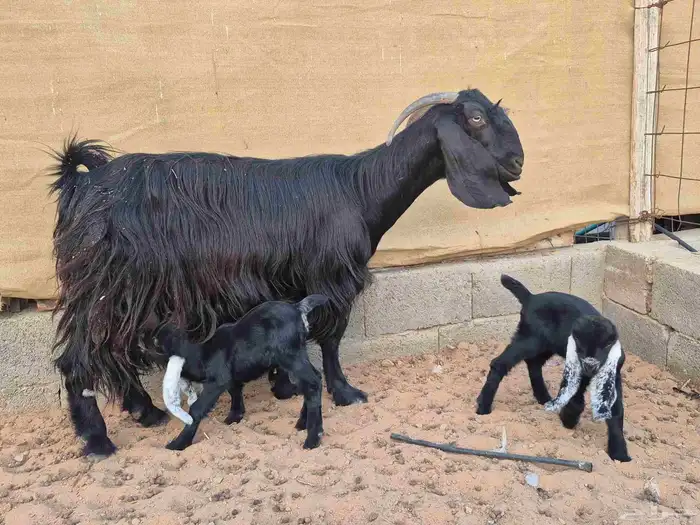 عنز تحتها جفرتين 1