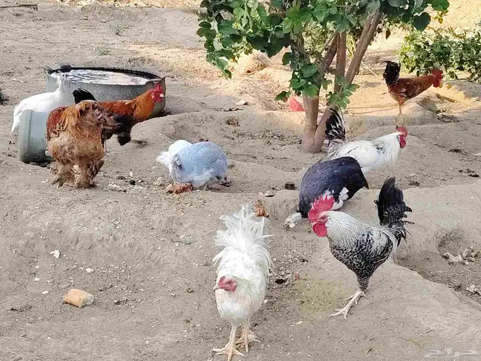الدجاج والحجل للبيع 8