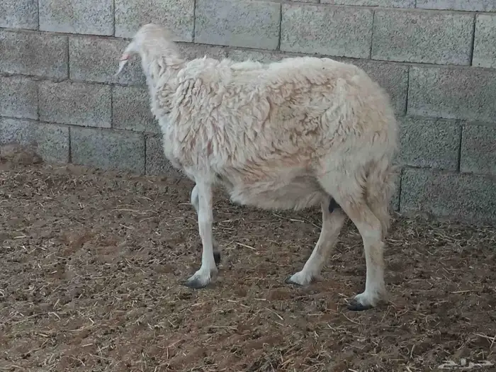 شاة حرية للبيع 0