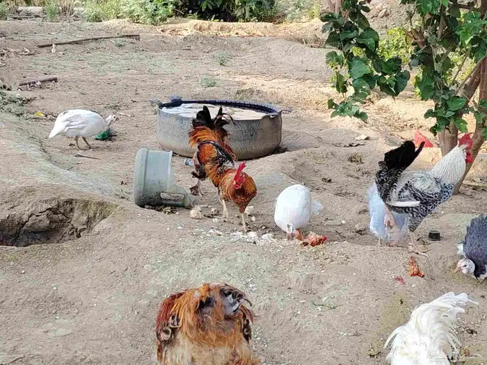 الدجاج والحجل للبيع 7