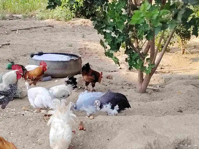 الدجاج والحجل للبيع 0