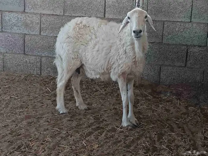 شاة حرية للبيع 1