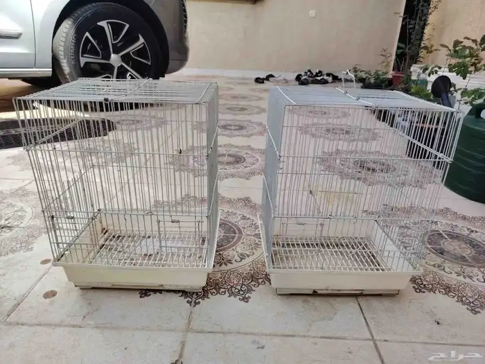 شبوك طيور العدد 4 1