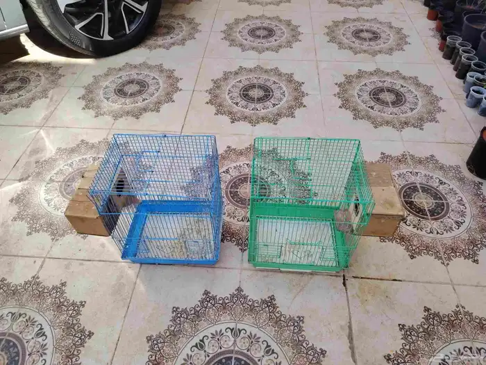 شبوك طيور العدد 4 3