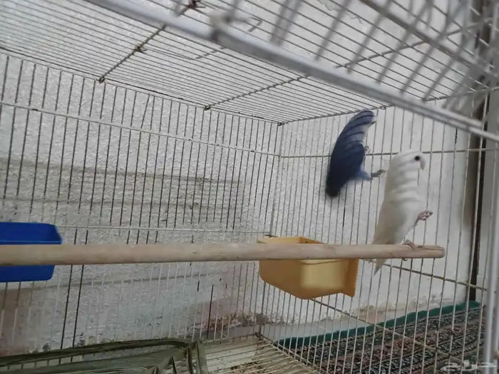 جوز روز للانتاج 3