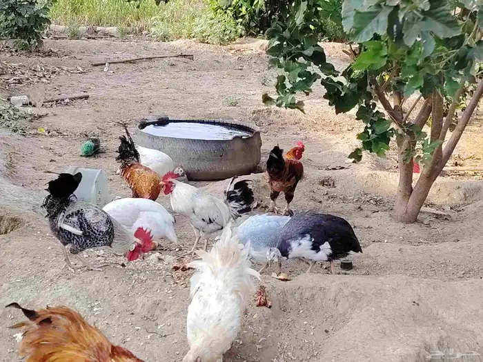 الدجاج والحجل للبيع 1