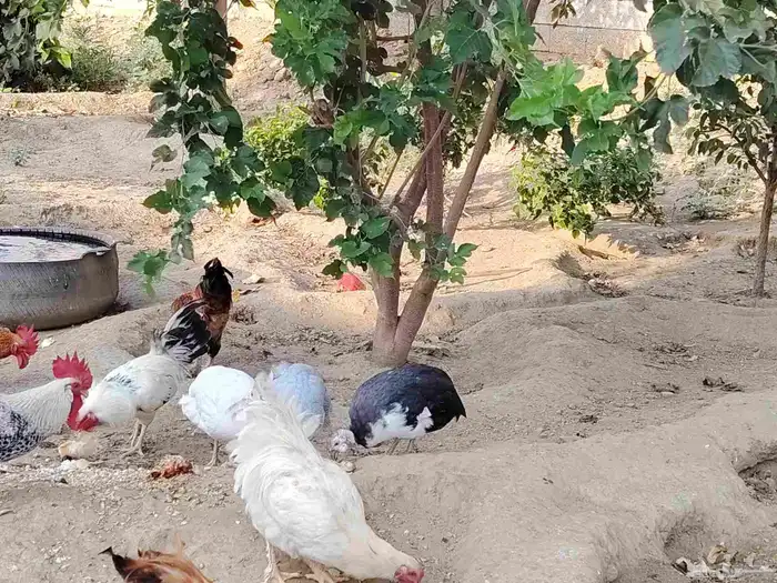 الدجاج والحجل للبيع 2