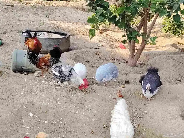 الدجاج والحجل للبيع 5