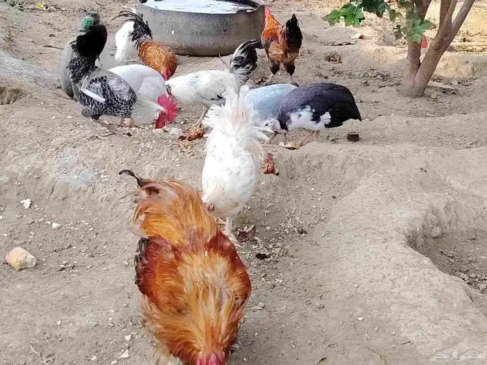 الدجاج والحجل للبيع 3