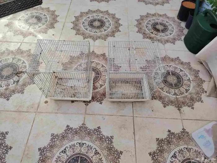 شبوك طيور العدد 4 8