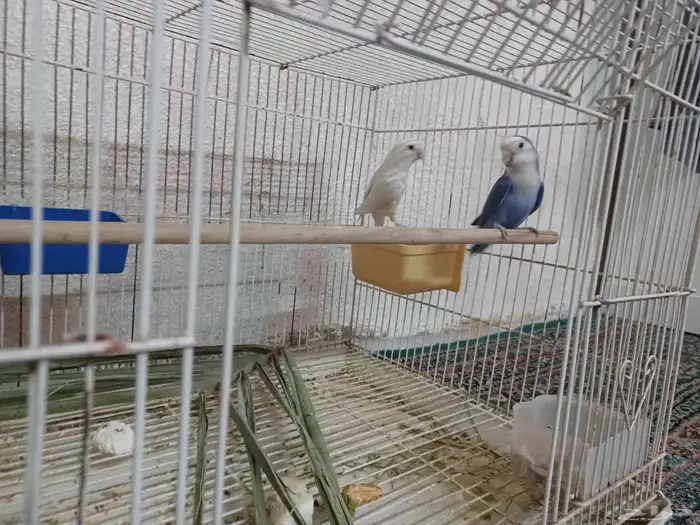 جوز روز للانتاج 0