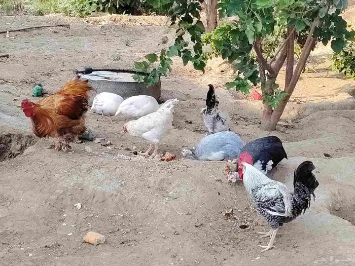 الدجاج والحجل للبيع 9