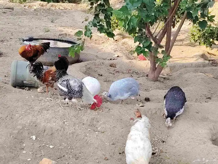 الدجاج والحجل للبيع 6