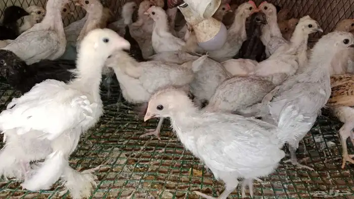 صيصان فيومي وذهبي واصفر شرط صح ونظافه ومطعمين 0