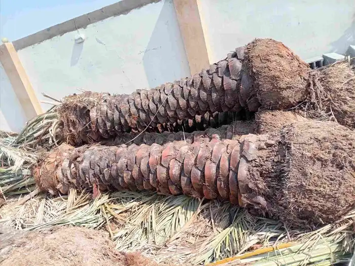 متوفر نخل للبيع بجده 12