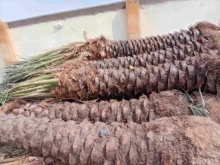 متوفر نخل للبيع بجده 14