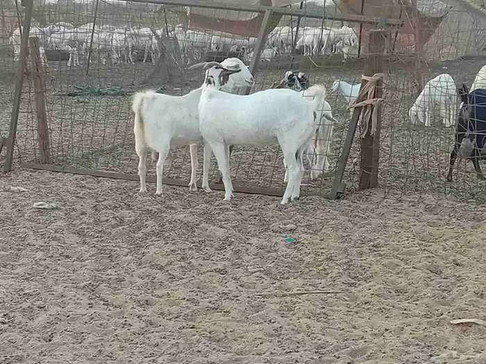 معزه دفيع العدد 2 راس 8