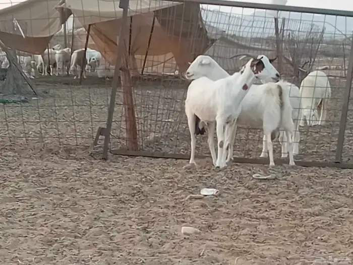 معزه دفيع العدد 2 راس 4