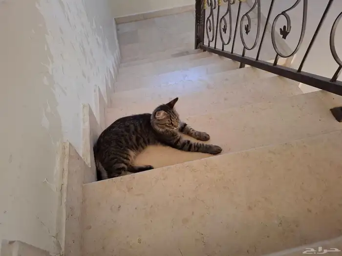 هذه القطوه نظيف اليفه مره حصلتها داخل البيت اللي حاب ياخذها 0