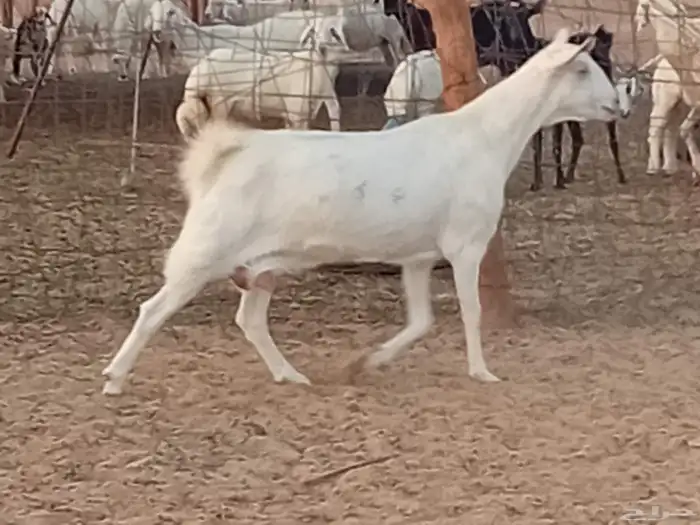 معزه دفيع العدد 2 راس 0