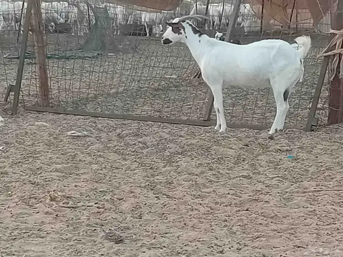 معزه دفيع العدد 2 راس 5