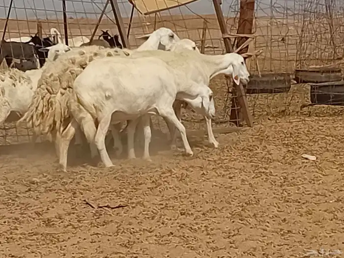 غنم دفيع العدد 7 راس 7