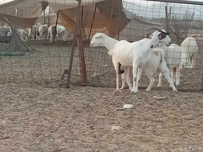 معزه دفيع العدد 2 راس 3