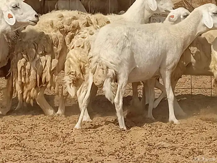 غنم دفيع العدد 7 راس 3