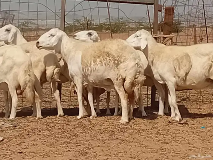 غنم دفيع العدد 7 راس 8