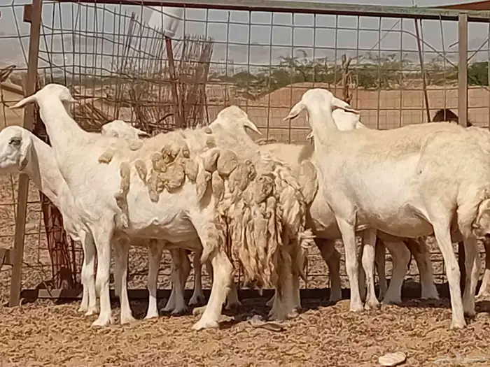 غنم دفيع العدد 7 راس 1