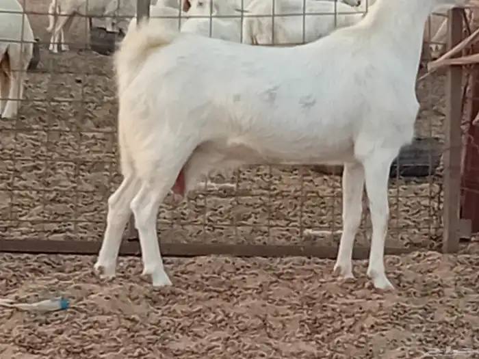 معزه دفيع العدد 2 راس 1