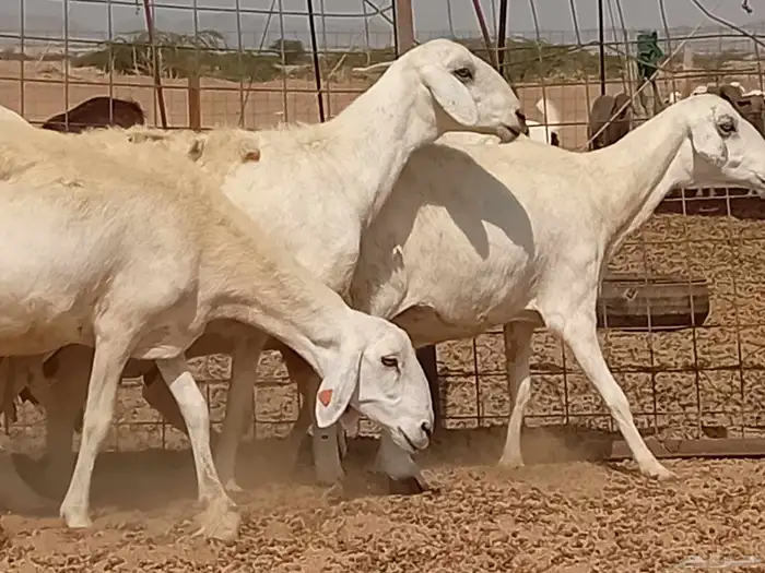 غنم دفيع العدد 7 راس 4