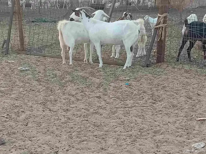 معزه دفيع العدد 2 راس 7