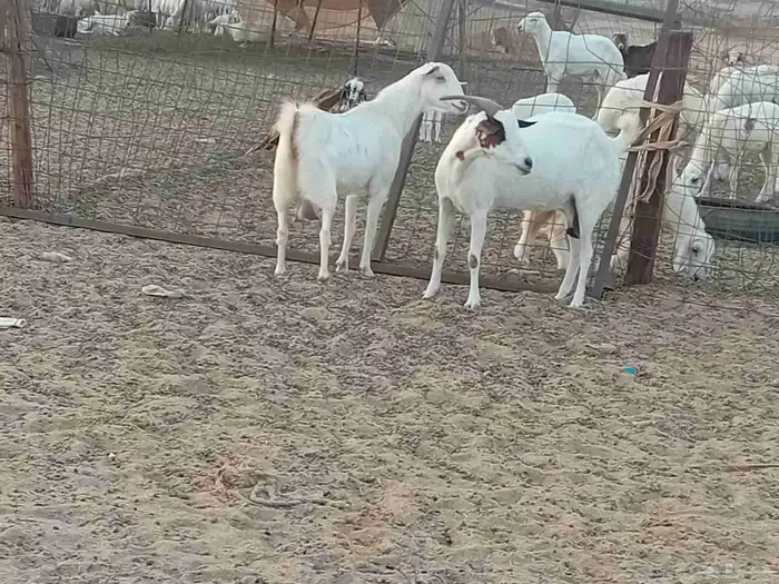 معزه دفيع العدد 2 راس 9